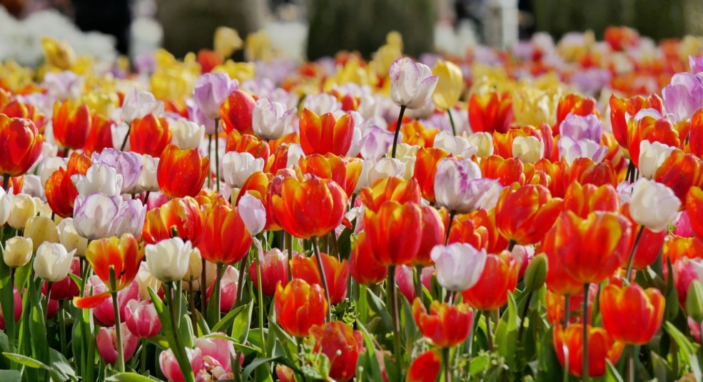 Hàng triệu bông hoa khoe sắc trong Lễ hội hoa tulip Istanbul