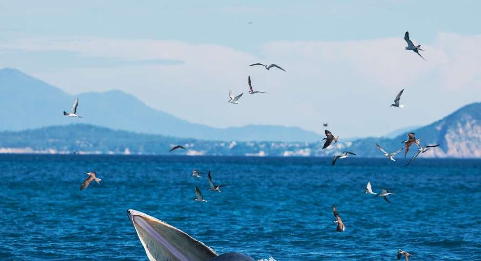 Gửi gắm thông điệp bảo vệ thiên nhiên qua bộ ảnh cá voi săn mồi ở Đề Gi