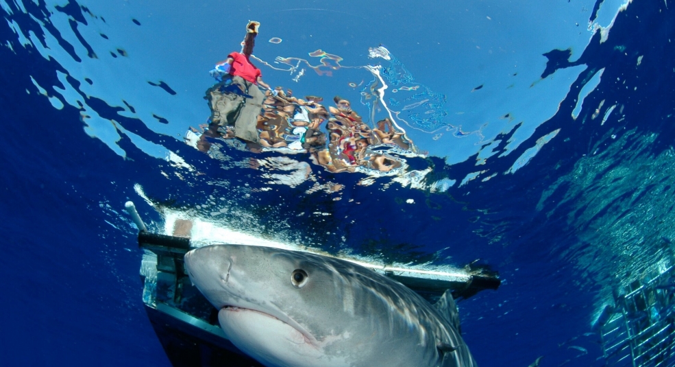 7 tour ngắm cá mập đặc biệt nhất thế giới
