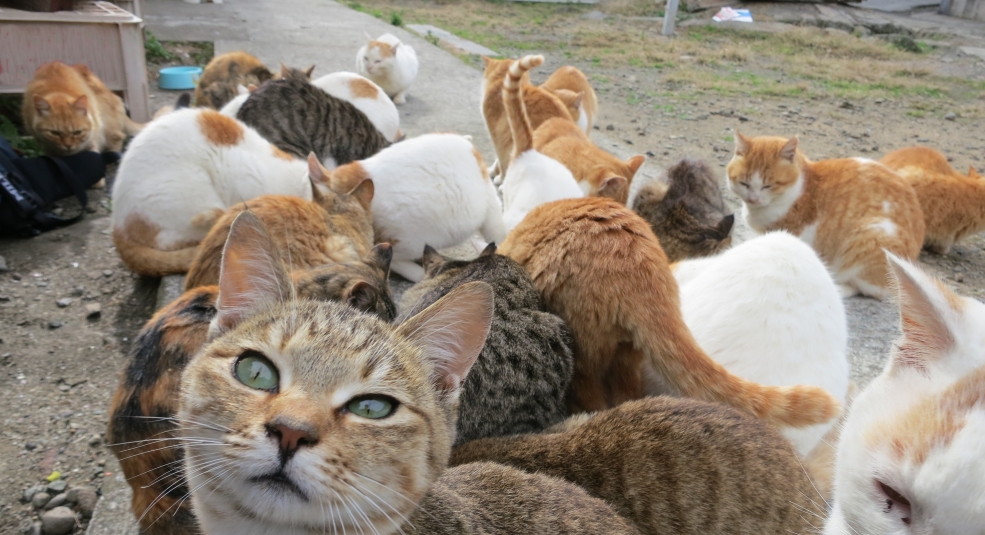Vì sao nên ghé thăm Aoshima - 'thánh địa' mèo lớn nhất Nhật Bản?