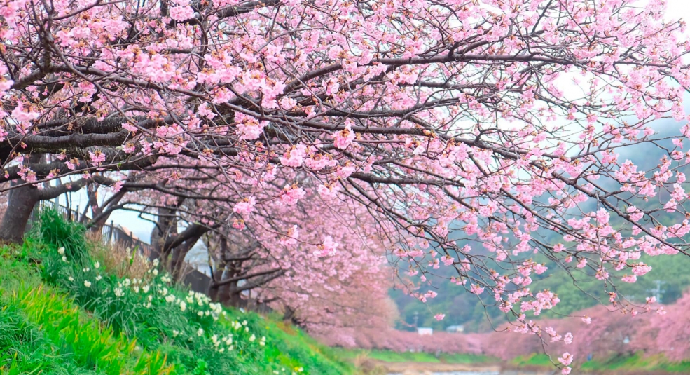Du lịch nội địa Nhật Bản “thất thu” giữa mùa hoa anh đào