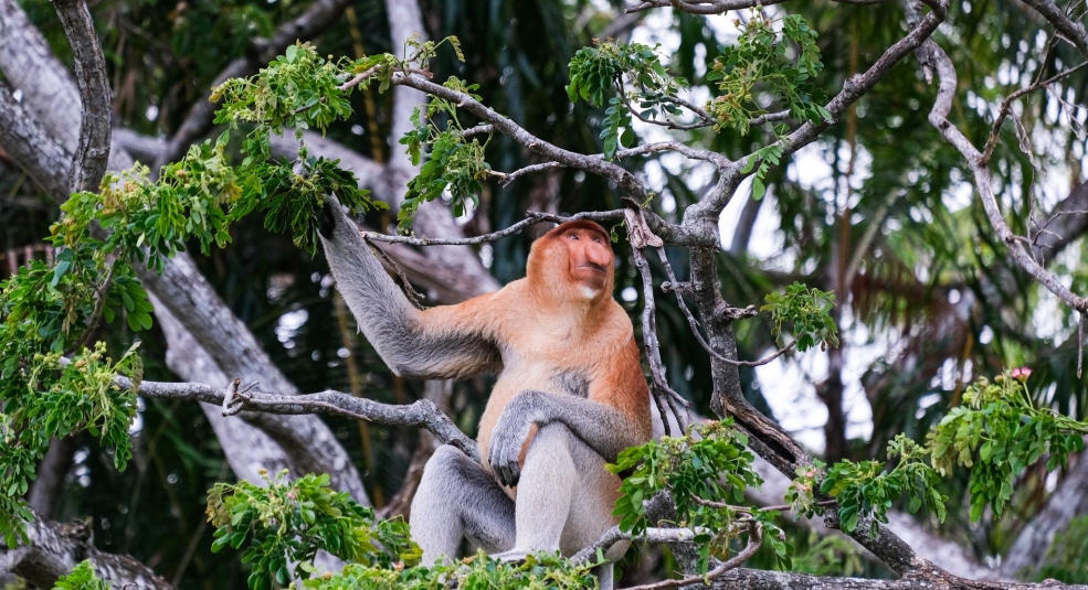 Gặp gỡ loài khỉ mũi dài nhất hành tinh