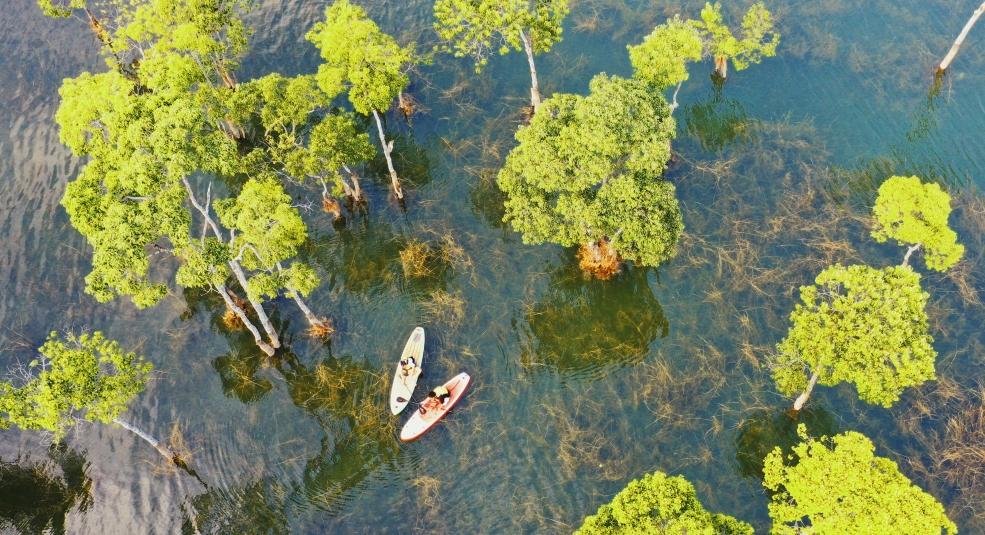 Chèo SUP vào khu rừng rậm ở Hồ Tuyền Lâm