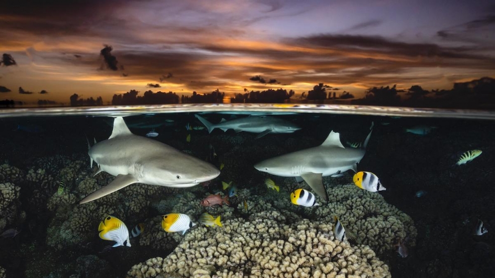 Những bức ảnh chiến thắng cuộc thi ảnh nghệ thuật dưới nước Ocean Art