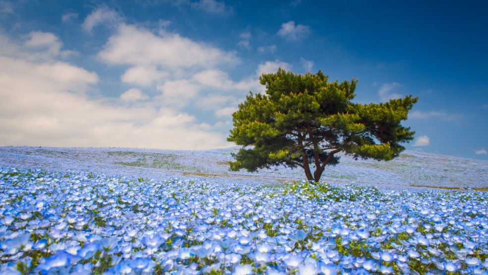 Thiên đường hoa mắt xanh nở rộ ở Nhật