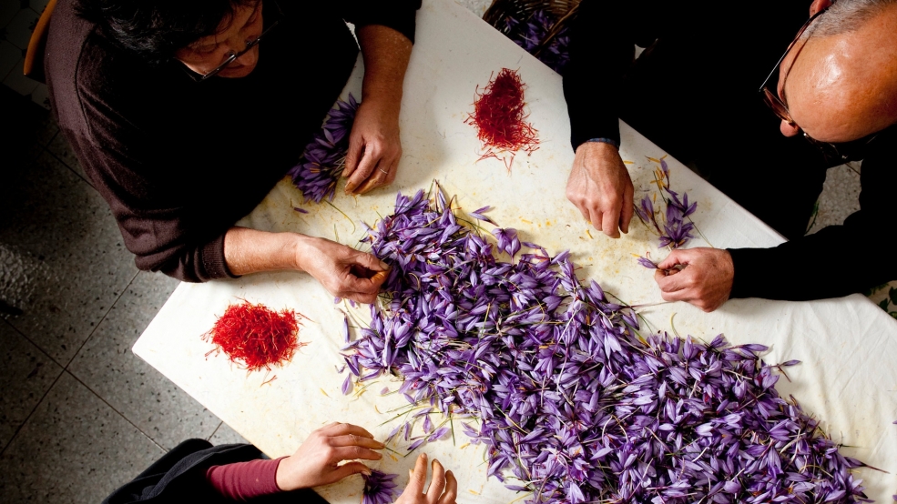 Cận cảnh thu hoạch saffron ở Ý