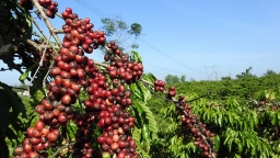 Giá cà phê Robusta gần chạm mức lịch sử, giá dầu quay đầu lao dốc