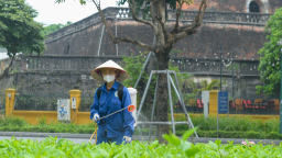 Người ươm sắc Tết