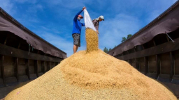 Để giá lúa không “chập chờn”
