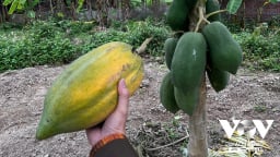 Đến hẹn lại… giải cứu nông sản!?