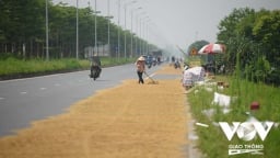Sử dụng lòng đường để phơi lúa, rơm rạ có thể bị phạt tới 20 triệu đồng