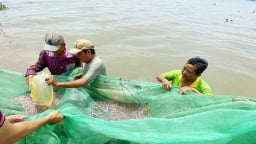 Lao xao mùa giũ cá cơm sông