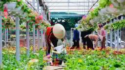 Tích Giang, vùng đất gieo hoa