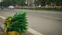 Phố thơm mùi lá