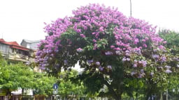 Gọi tên màu tím