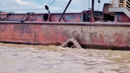 Hà Nội: Bắt giữ phương tiện thủy hoán cải khai thác cát trái phép