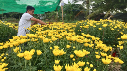 Hoa lên ghe, kiểng xuống phố!