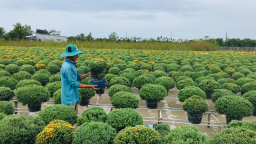 Tết này trưng hoa gì?