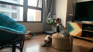 Nuôi chó ở chung cư…