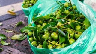 Hà Nội sống và yêu: Mùa sấu....