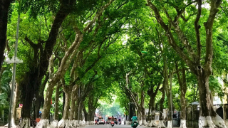 Hàng cây 'mê hoặc' của mùa Hạ