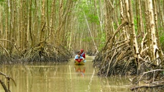 Làm giàu dưới những tán rừng