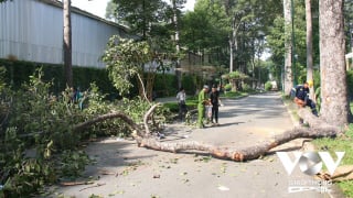 Công an đang điều tra vụ cây xanh gãy làm  5 người thương vong