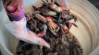 Nhớ mùa Ba Khía hội