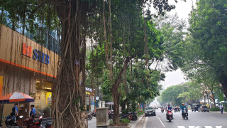 Dưới gốc si già