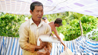 Vua cá chình Bảy Ánh