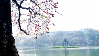 Cây gạo bờ Hồ