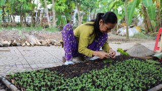 Nông dân miền Tây tất bật cho vụ hoa kiểng Tết