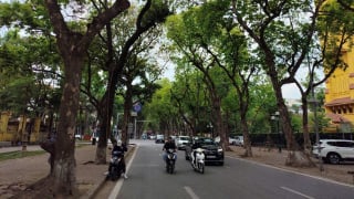 Dưới tán xanh cổ thụ