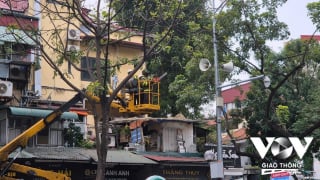 Chuyện cắt cây, tỉa cành