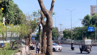 Tại sao đang nắng nóng lại đi cắt tỉa cây?