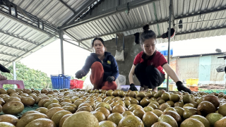 Nông dân trúng đậm mùa thanh nhãn