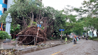 Cứu một cái cây