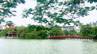 Cây muỗm xanh xanh bên hồ