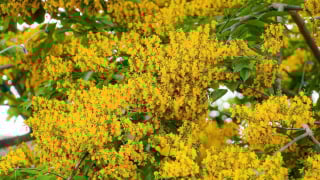 Mùa hoa chờ khoe sắc