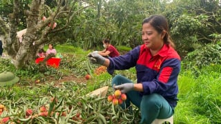 Nông dân Thanh Quang (Hải Dương) thu hoạch vải sớm và bán với giá cao