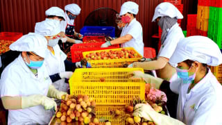 Mở vườn vải thiều Thanh Hà, xúc tiến tiêu thụ trong và ngoài nước
