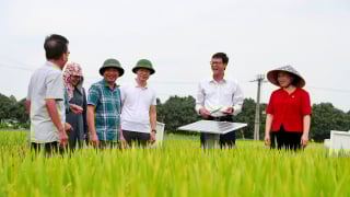 Hải Dương canh tác gần 1.000 ha lúa đông xuân giảm phát thải khí nhà kính