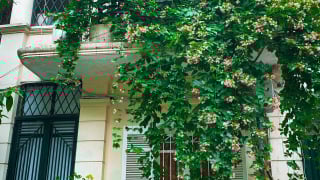 Bức rèm mùa Hạ