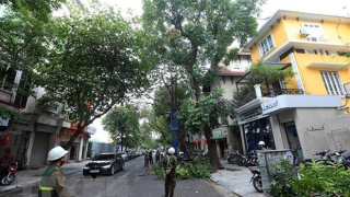 Hà Nội thay thế cây có nguy cơ gãy đổ trước mùa mưa bão