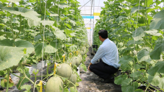 Trái cây vào vụ giảm giá, nông dân chật vật tìm đầu ra