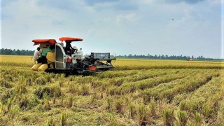 Triển vọng tươi sáng của ngành lúa, gạo Việt Nam