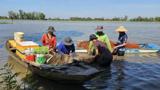 Nông dân miền Tây vào mùa thu hoạch cá ruộng