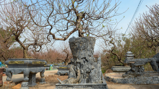 Đào Tết sẵn sàng ra phố...