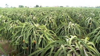 Vườn cây đặc sản có giá cao giữa mùa khô hạn