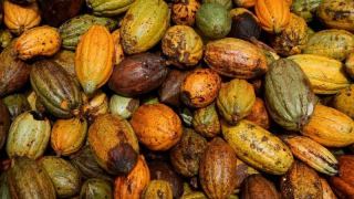 Cà phê tăng mạnh, cacao giảm sâu về mức thấp nhất trong 1 tháng